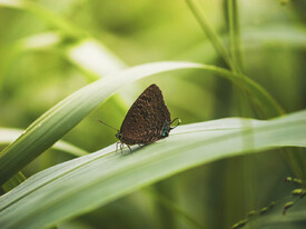 Exotischer Schmetterling im Urwald/12850102