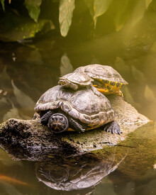 Schildkröten Baby mit Mutter am Wasser/12850103