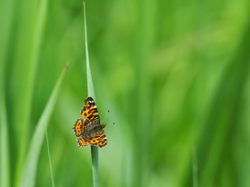 Das Landkärtchen/12852178