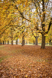 Herbstwald/12854255