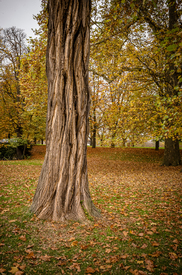 Autumn Tree/12854256
