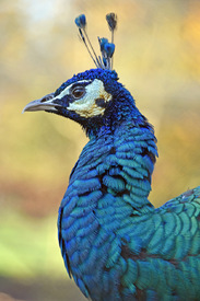 Stolzer Pfau/12856855