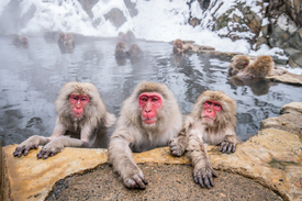 Japanmakaken beim Baden/12862580