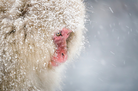 Japanischer Schneeaffe/12862582