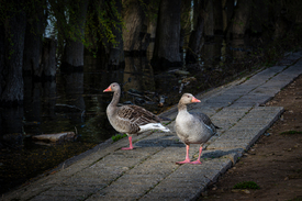 Gänse an Rheinpromenade 84/12866212