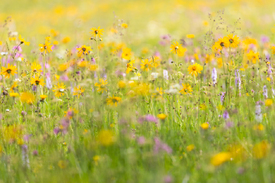 Wildblumenwiese im Erzgebirge/12881368