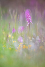 Orchideenwiese in Thüringen/12881370