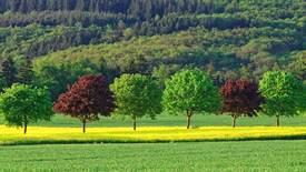 Frühlingsfarben/12884896
