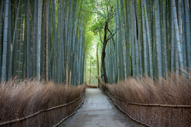 Arashiyama Bambuswald in Japan/12885059