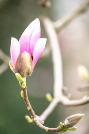 Magnolie/12887620
