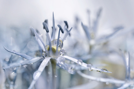 Allium/12890890
