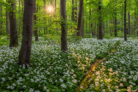 Abendlicht im Bärlauchwald/12894172