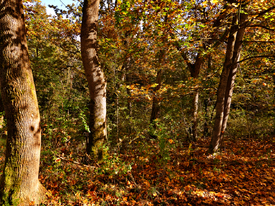 Herbst/12895003