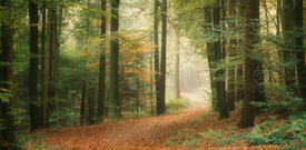 Ruhige Herbstszene im malerischen Wald/12896200