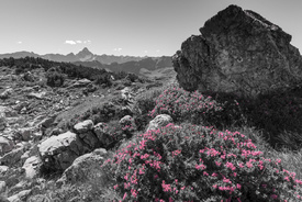 Alpenrosenflüstern/12896278