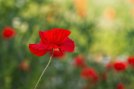 Klatschmohn /12896324