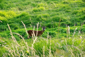 Junger Rehbock/12897143