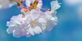 Kirschblüten/12897442