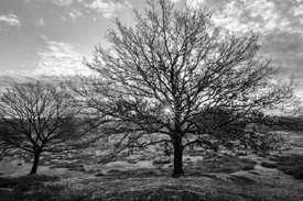 Ein neuer Morgen in der Westruper Heide/12898837