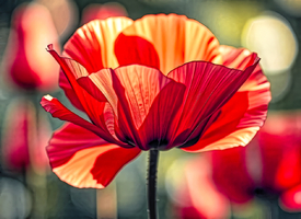 Strahlender Mohn KI/12899100