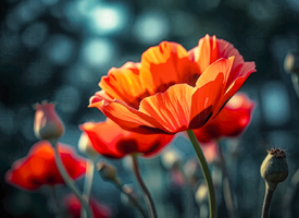 Feueriger Mohn KI/12899139