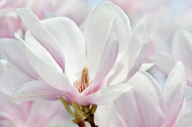 Magnolie/12901891