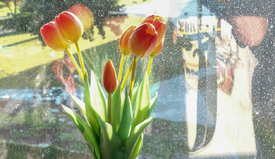 Tulpen am Fenster/12903992