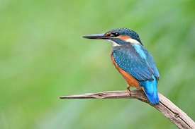 Eisvogel/12904064