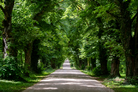 Allee/12904078