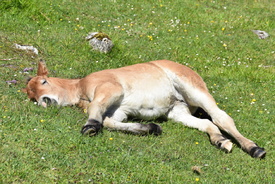 müde/12904151
