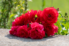 Rote Rosen/12904350