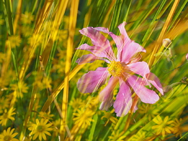 Doppelbelichtung Blume/12904366