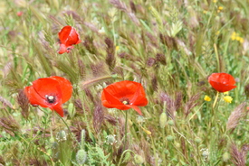Im Feld/12904531