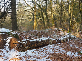 Winter im Wald/12904573