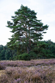 Baum in einem Meer der Heide/12907432