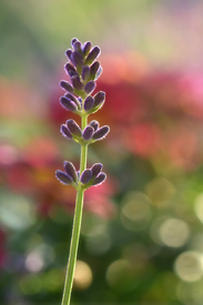 Lavendel/12907445
