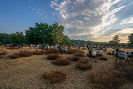 Heidschnucken in der Westruper Heide/12911053