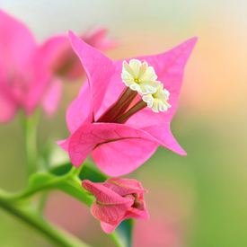 Bougainvillea/12914106