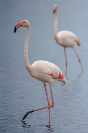 Flamingos in der Camargue/12914189