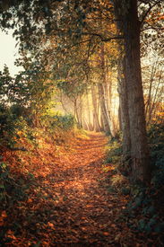 Im Lichtweg/12914457