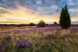 Sonnenaufgang in der Lüneburger Heide/12914697