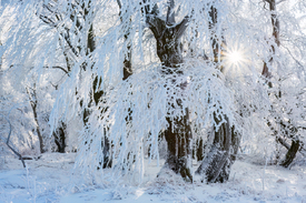 wie im Wintermärchen/12914891