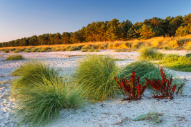 Strandpuscheln - Sonnenaufgang am Ostseestrand/12914897