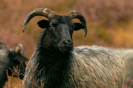 Neugierige Heidschnucke/12915704