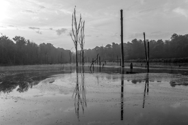 Der versunkene Wald in Bottrop/12916845