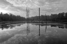 Der versunkene Wald im Pfingstsee/12916848