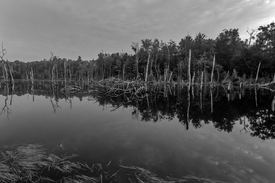 Der versunkene Wald im Ruhrgebiet/12916850