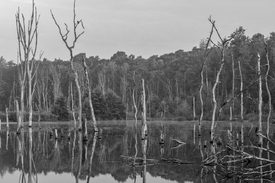 Der versunkene Wald/12916851