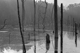 Der versunkene Wald bei Tagesanbruch/12916852