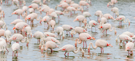 Flamingos in der Camargue/12916864
